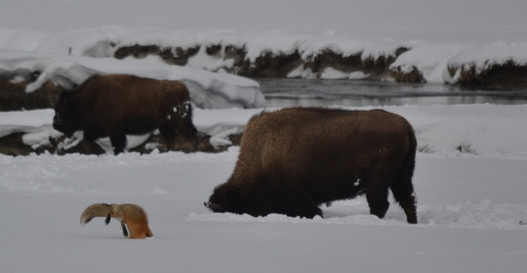 yellowstone fox and bixon